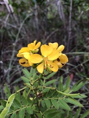 Senna chapmanii