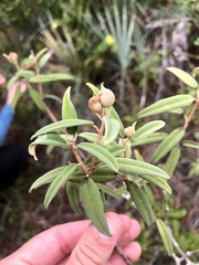 Croton linearis