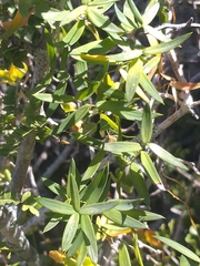 Asparagus volubilis