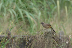 Pterorhinus perspicillatus
