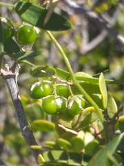 Asparagus volubilis