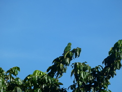 Eupsittula nana