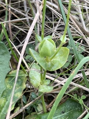 Blackstonia perfoliata