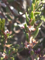 Agathosma microcarpa