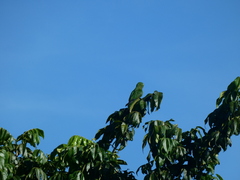 Eupsittula nana