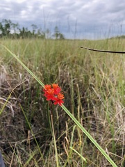 Asclepias lanceolata