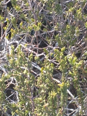 Agathosma microcarpa