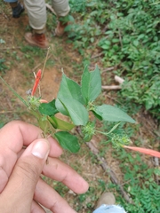 Justiciinae