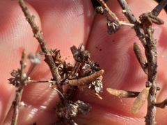 Agathosma microcarpa