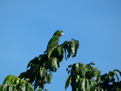 Eupsittula nana