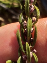 Agathosma microcarpa