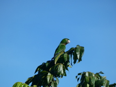 Eupsittula nana