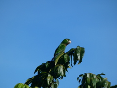 Eupsittula nana