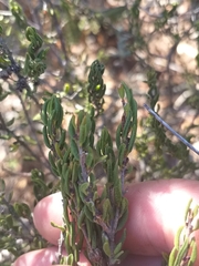 Agathosma microcarpa