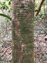 Sideroxylon foetidissimum