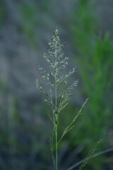 Eragrostis lehmanniana