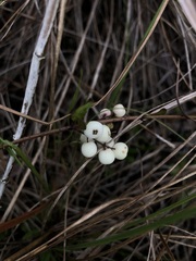Chiococca parvifolia