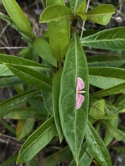 Leptostales laevitaria