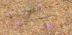 Ptilotus manglesii