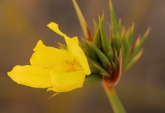 Bobartia macrospatha anceps