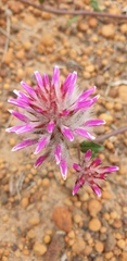 Ptilotus manglesii