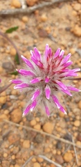Ptilotus manglesii