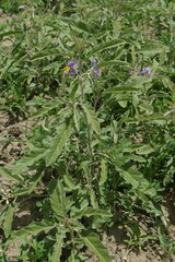 Leptostemonum