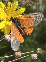 Acraea horta