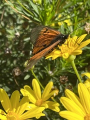 Acraea horta
