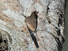 Archaeoprepona demophon