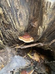 Ganoderma