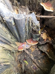 Ganoderma