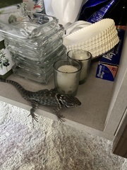 Sceloporus