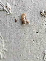 Cochlicopa lubrica