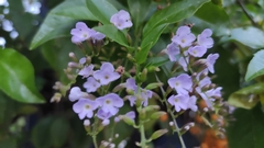 Duranta erecta