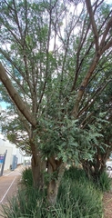 Ptaeroxylon obliquum