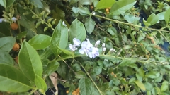 Duranta erecta