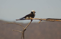 Eurocephalus ruppelli