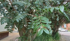 Ptaeroxylon obliquum