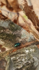 Plagiodera versicolora