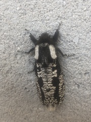 Morpheis melanoleuca