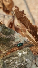 Plagiodera versicolora