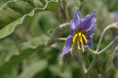 Leptostemonum