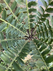 Encephalartos ferox