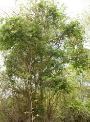 Ficus burkei