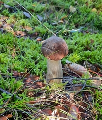 Boletus edulis