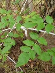 Rubus niveus