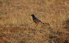 Lamprotornis superbus