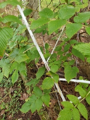 Rubus niveus