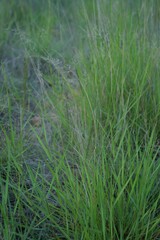 Eragrostis lehmanniana